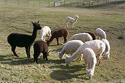 Herd of alpacas