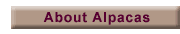 About Alpacas