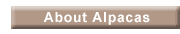 About Alpacas