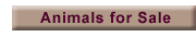 Animals For Sale