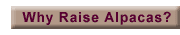 Why Raise Alpacas