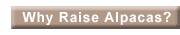 Why Raise Alpacas