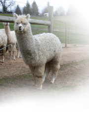 alpaca