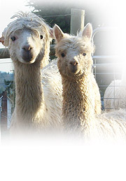 two alpacas