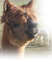 alpaca