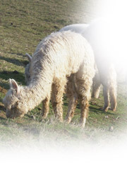 alpaca grazing