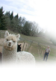 alpaca