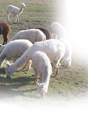 alpacas grazing