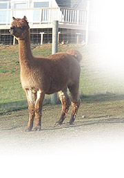 alpaca