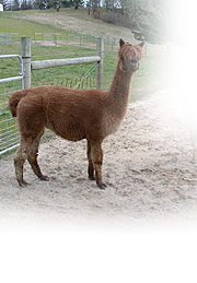 alpaca